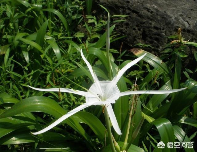 水鬼蕉叶子图片:有比芭蕉树叶还大的树叶吗？
