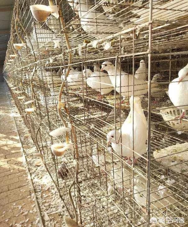 中国仑替鸽哪里卖的:增城仑替鸽养殖 国内肉鸽优良品种有哪些？