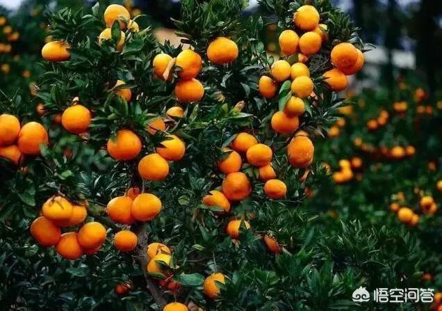 秋去冬来，早熟柑橘纷纷上市，今年的柑橘行情