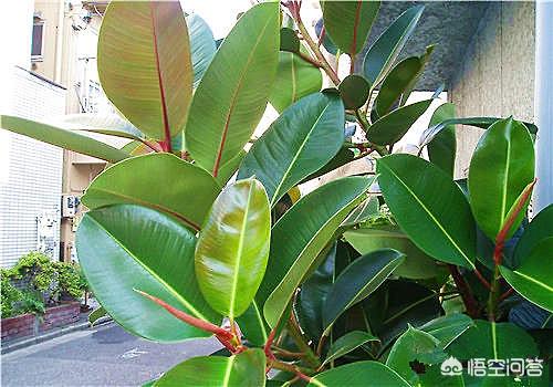 印度橡皮树园林应用:家庭种植橡皮树春季如何养护，需要修剪吗？