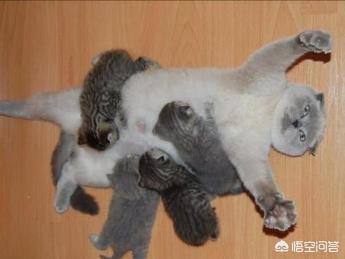 地中海孟加拉猫舍:母猫生完小猫还在流血，正常吗？该怎么办？