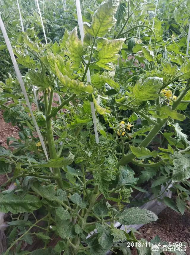 番茄蕨叶病毒病主要症状和防治方法是什么?-小高教学网