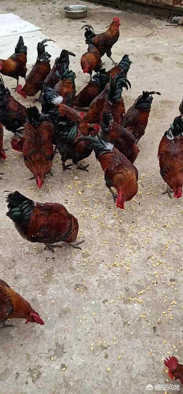 鸡球虫病可以治好吗:人吃了感染球虫病的鸡会怎么样？