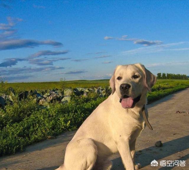 狗狗开车撞倒大树:拉布拉多被汽车撞倒了怎么办？