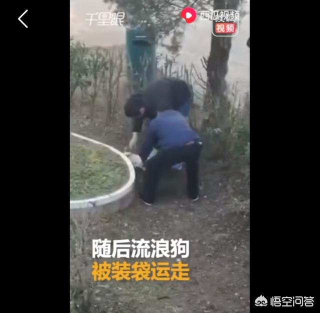 李宇春鞋被狗咬烂:安徽岳西小学校长校内脚踩流浪狗被热议，你怎么看？