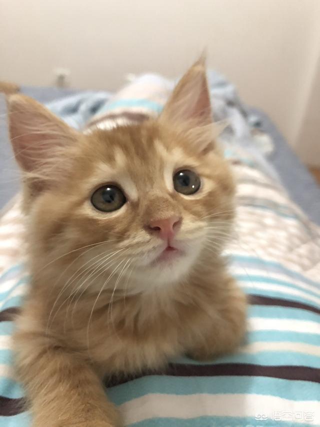 猫罐头:猫罐头适合给猫吃吗？多大可以吃？