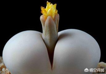 石花图片,鹿角海棠茎杆枯萎可以浸盆吗？