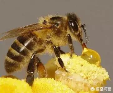 头条问答 蜜蜂采花粉与酿蜜糖有什么作用 乐普生活的回答 0赞