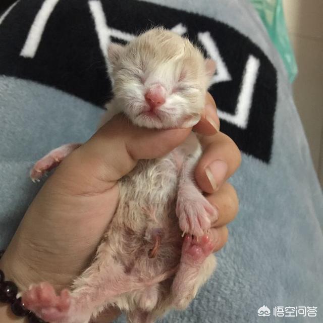 刚睁眼的小猫吃什么:刚开眼的小猫，要怎么养？ 刚睁眼的小猫吃什么食物