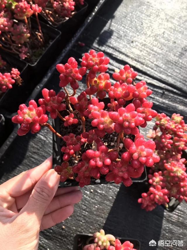 虹之玉叶片:虹之玉和不死鸟怎么养老桩？有哪些注意事项？