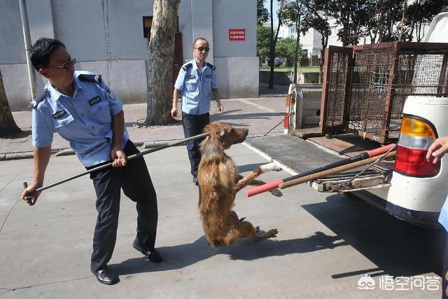 怎样判断用不用打狂犬疫苗提:怎样判断用不用打狂犬疫苗 被家猫抓了没打狂犬疫苗，可以吗？