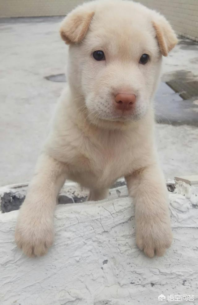 重庆犬市场 川东猎犬:正宗的中华田园犬耳朵是立着的还是耷拉着的？