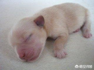 小巴哥犬怎么怎么补充营养:我们家巴哥犬的肠胃不好适合吃什么？ 巴哥犬缺营养表现