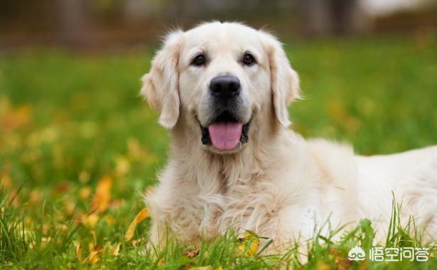 2020金毛犬吧:金毛犬蠢不蠢？有哪些表现说明它很蠢？