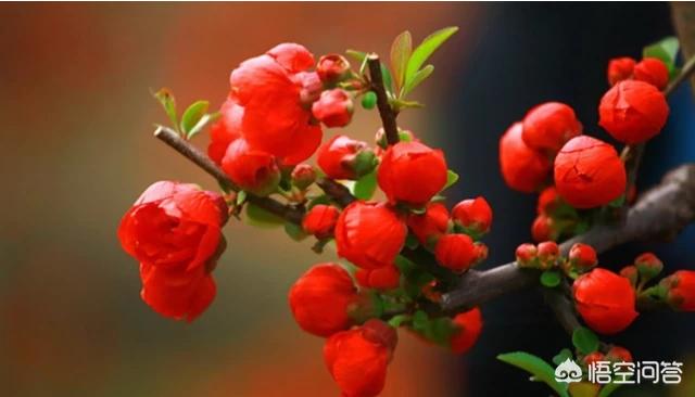 张爱玲说人生有三大遗憾：鲥鱼多刺、海棠无香、《红楼》未完，有什么深意？插图6