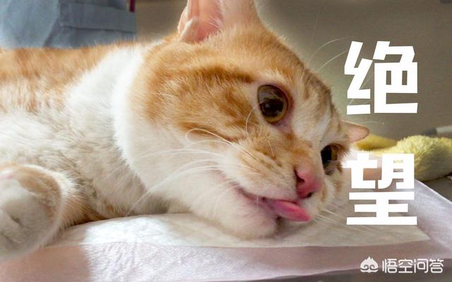 cf猫咪透视辅助官网最新版:你有没有拍到有趣的猫咪照片，分享一下？