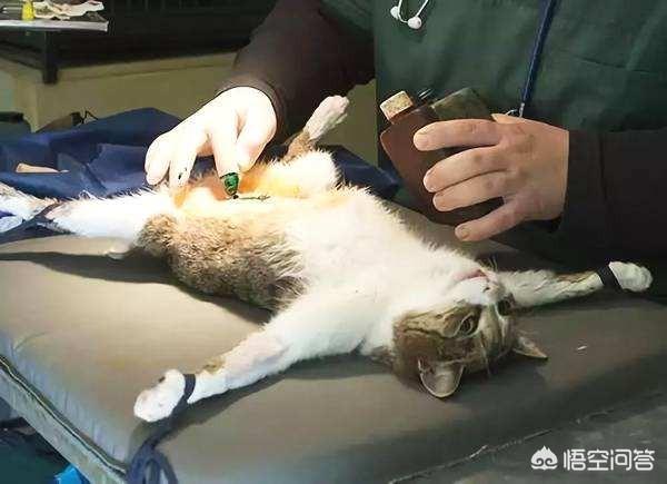 cf猫咪透视辅助官网最新版:你有没有拍到有趣的猫咪照片，分享一下？