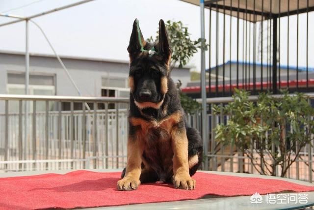 平背德牧犬图片大全:边牧犬图片大全 德牧分为东德，西德和锤系德牧吗？