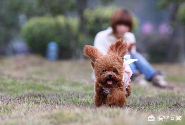 10种对孩童最友善的狗狗:什么狗对陌生人非常友善？