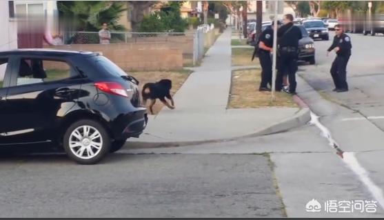 罗威纳咬人:有没有罗威纳犬护主的真实案例？