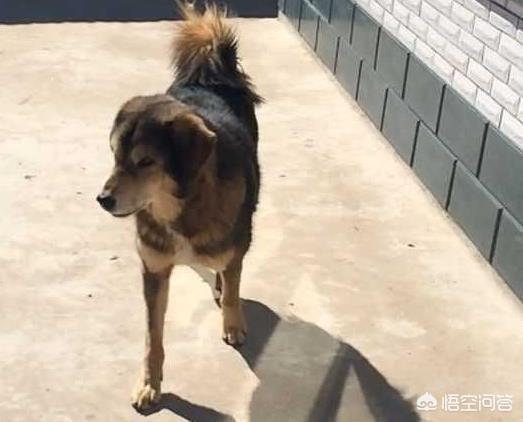 土狗制服藏獒逆袭成功:中华田园犬和细犬等土生犬种会有重新崛起的一天吗？