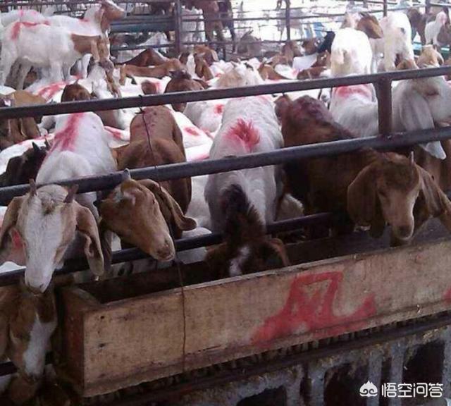 关于养殖行业,养殖什么市场需求量大？