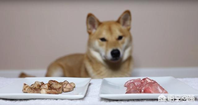 日本银狐犬 吃生肉:银狐犬能吃生肉吗 猫狗是喜欢生肉还是喜欢色香味俱全的熟肉？