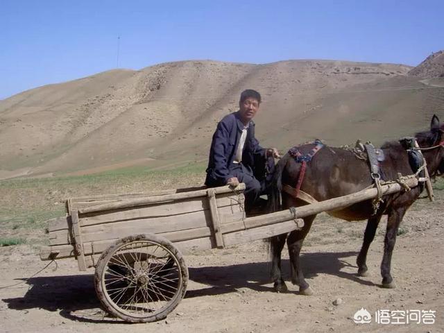 动物交配图:马和驴可以交配到底是谁发现的？