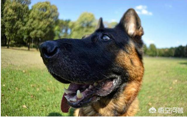 上虞德国牧羊犬论坛:如果是纯种的德国牧羊犬会有什么特点？