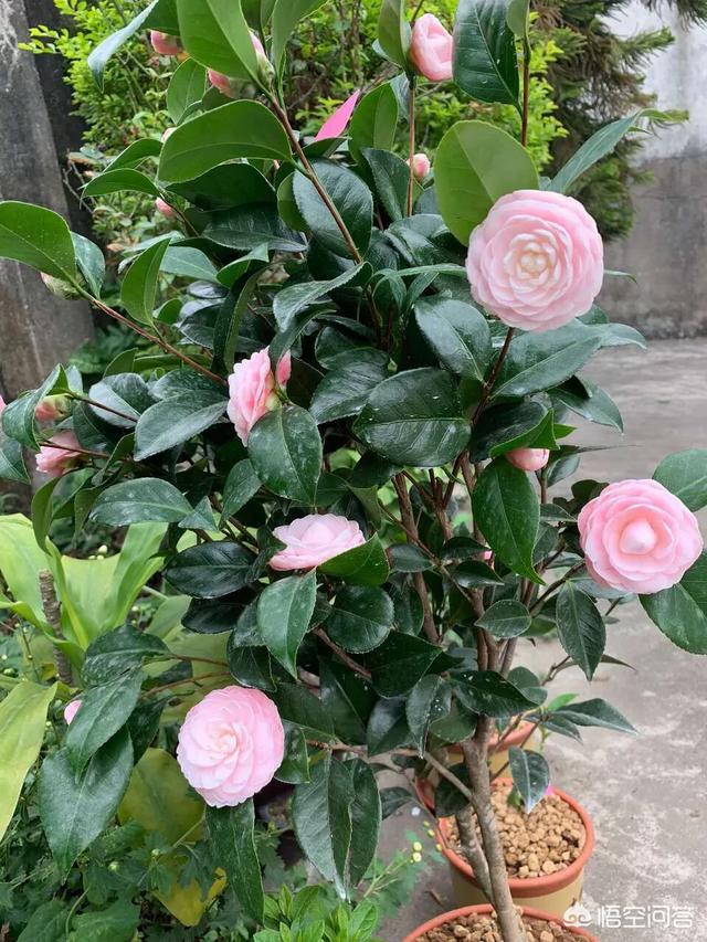 山茶花是什么颜色:山茶花有什么特性，如何进行栽培管理？