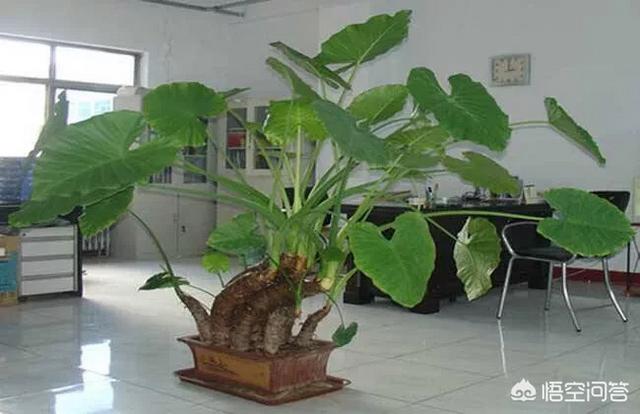 滴水观音的养殖方法和注意事项:千手观音植物的养殖方法？