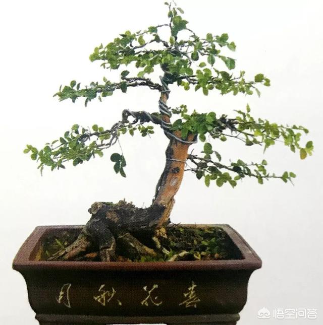 灰叶锦鸡儿:锦鸡儿（雀梅）该怎么制作盆景？