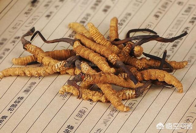 法国贵妇犬蛾 采集:亩入过万的软籽石榴，好种植吗？ 法国贵妇犬