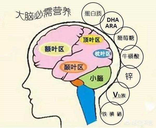 吃什么可以给孩子补脑,增强孩子的记忆力？