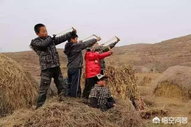 大山雀捉麻雀:农村老人常说小孩子抓了麻雀手会抖，是真的还是吓小孩的话？