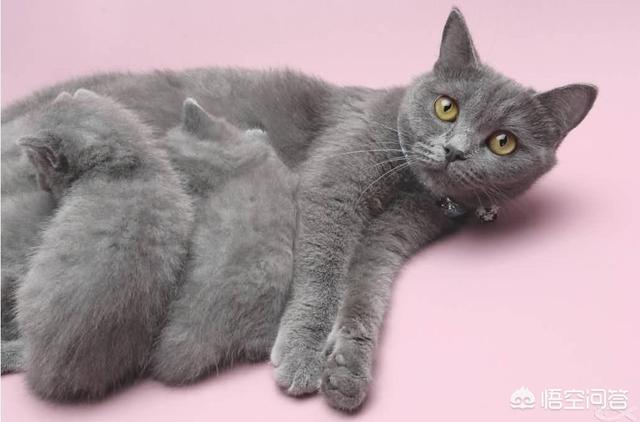 小型猫咪品种大全:哪种猫爱干净、不掉毛还好养活？
