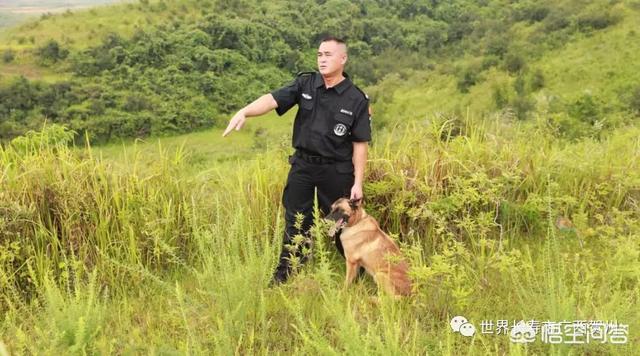 南昌巨贵犬舍:一般警犬都是怎么炼成的？ 北京巨贵犬舍