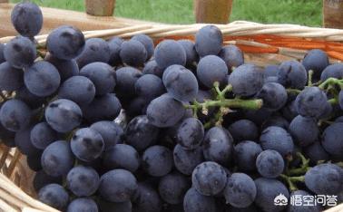 夏黑葡萄怎么做葡萄酒，自家有几颗山葡萄树，葡萄结的挺好，想做葡萄酒，应该怎么做？