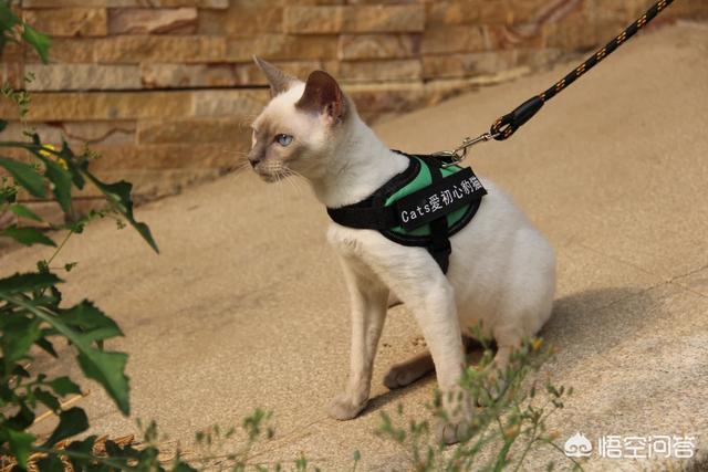 吉林市暹罗猫的价格:暹罗猫小猫一般多少钱一只？暹罗猫好养吗？