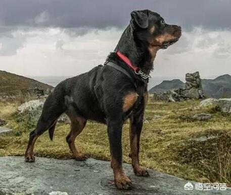 罗威那论坛:饲养罗威纳犬之前，需要知道哪些事？