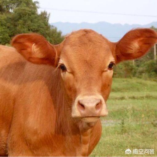 牛疾病百科大全:牛不吃草，后胯肌肉哆嗦，这是什么病症？ 牛疾病治疗大全
