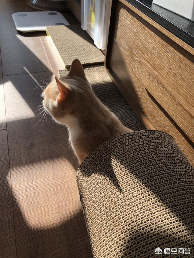 洗猫机:有猫咪的家，该怎么打扫？