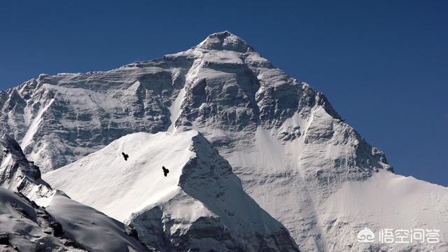 高山金翅雀图片:鸟最高能飞多少米？哪种鸟类飞的最高？