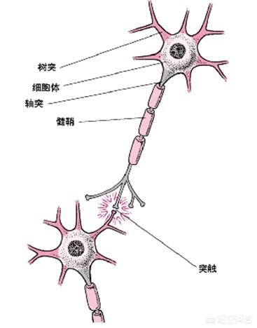 内伤发热:为什么中医退烧效果要优于现代医学？