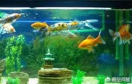 鱼鳍发白:自己家养的鱼烂尾巴怎么办？