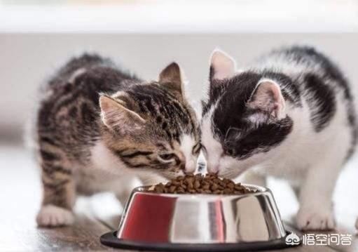 猫最佳喂食时间:猫咪该不该定时喂？为什么？