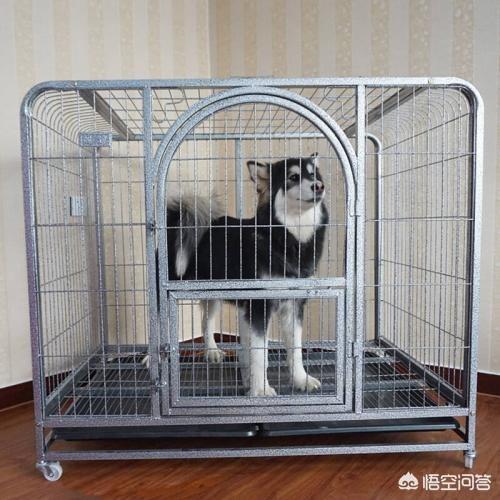如何让狗狗进入下体验:养了一只神经狗是什么体验？