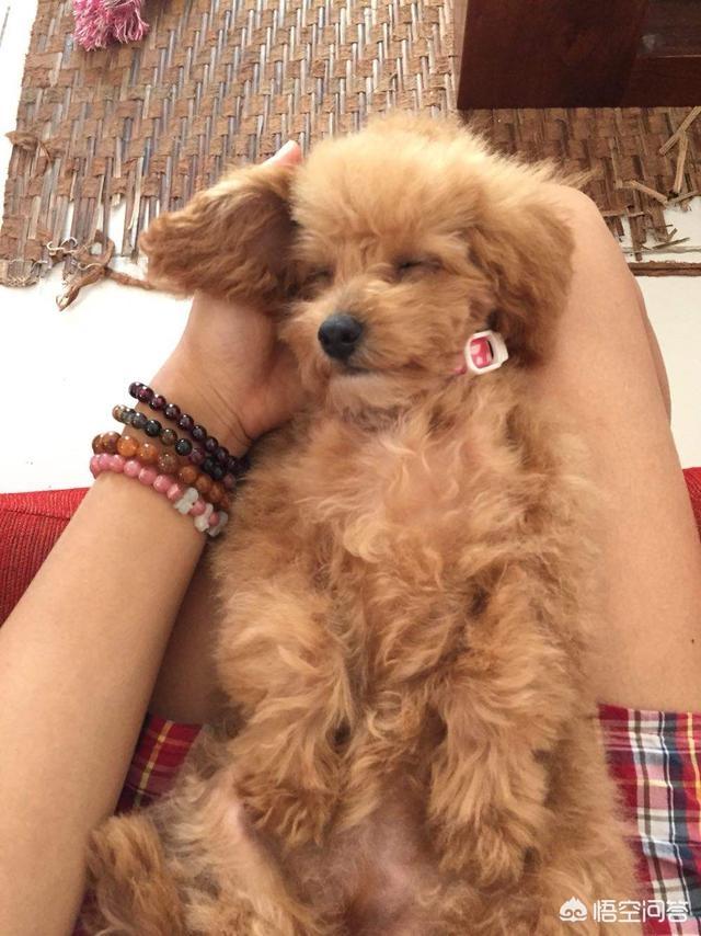 可爱贵宾狗狗壁纸:养贵宾犬，生活会发生哪些变化？