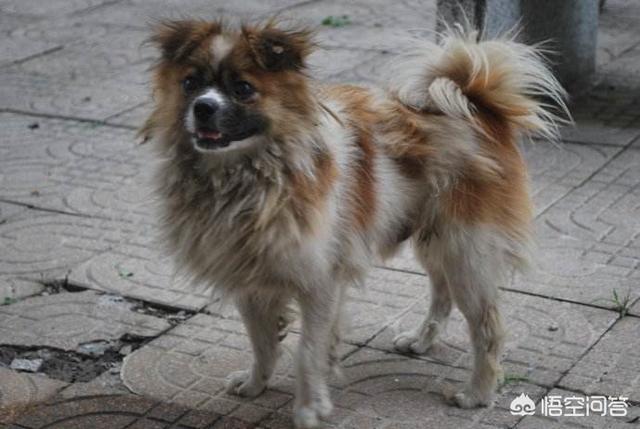 保安携哈士奇巡逻笑点爆棚:为什么很多人都讨厌中华田园犬？