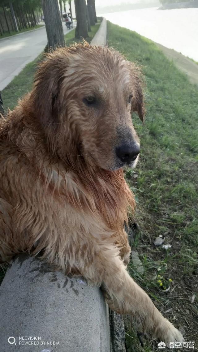 金毛拐卖牧羊犬电影:为什么金毛死亡率那么高？